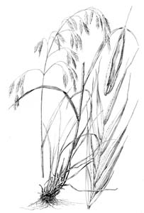 Hairy Woodland Brome, Common Eastern Brome /
Bromus pubescens